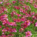 Coreopsis x 'Limerock' fleur